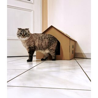Katzenhaus aus Pappe